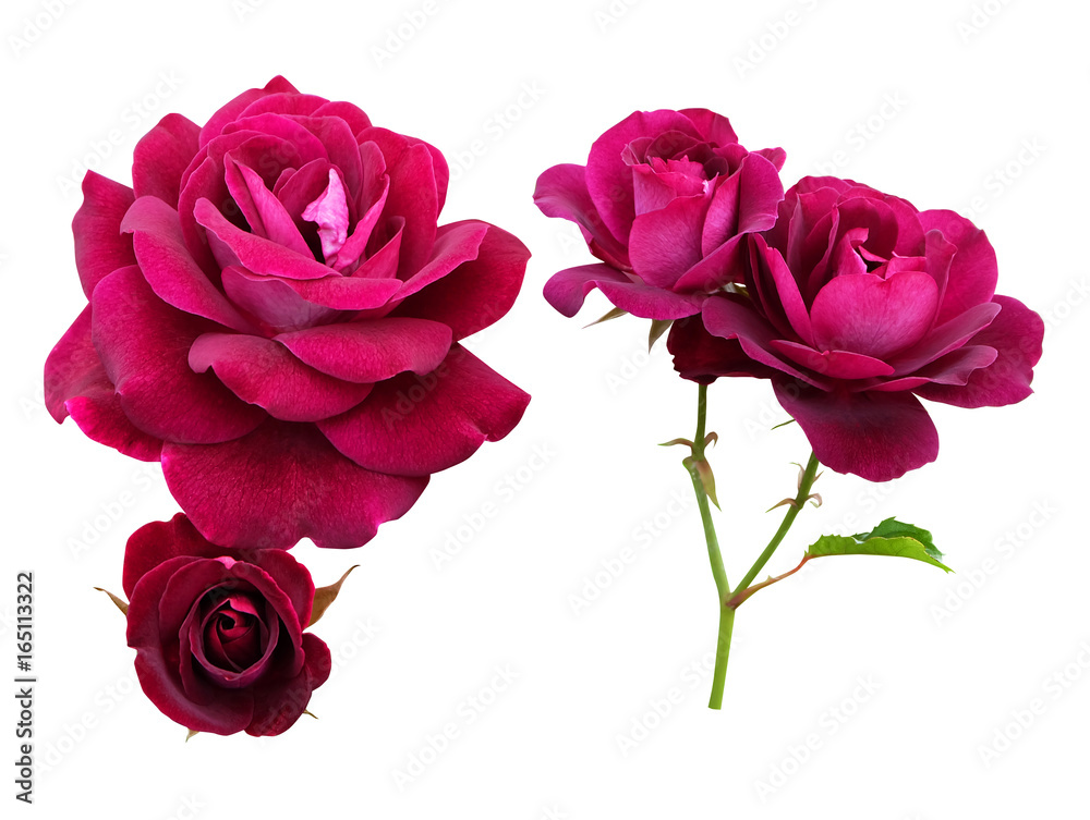 Fototapeta premium Roses of burgundy color, isolated on white background.
