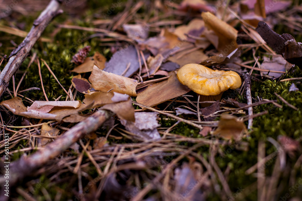 Mushroom chanterelle grows into the forest. Mushroom chanterelle grows into the forest.