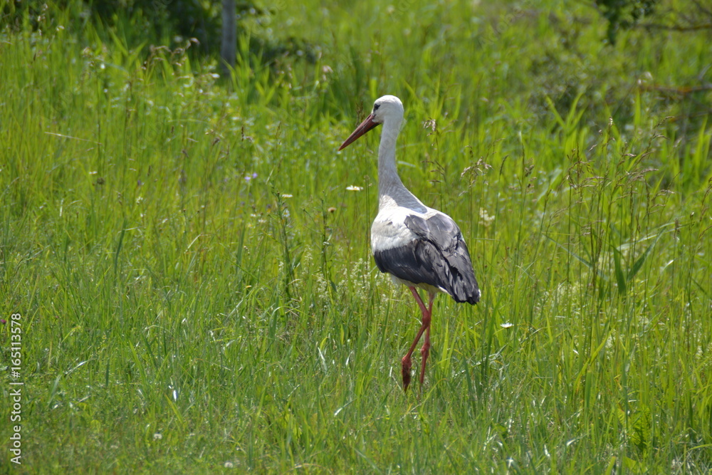 Fototapeta premium Storch