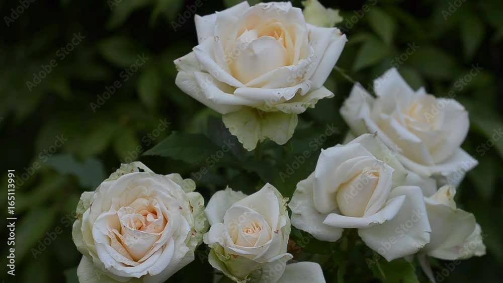 Blooming Bush of white roses in the garden Blooming Bush of white roses in the garden