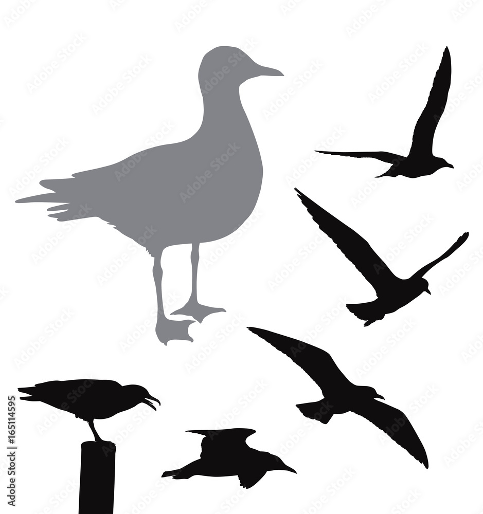 Naklejka premium Vector seagull collection