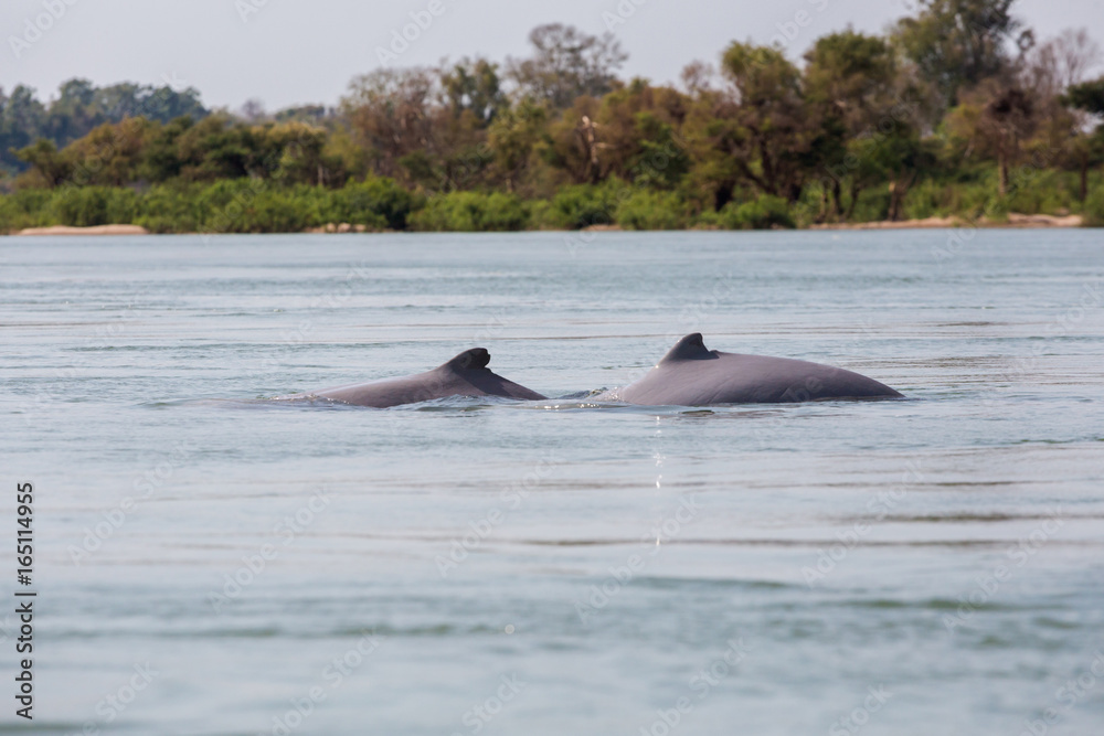Fototapeta premium Khongyai beach irawaddy dolphins trip
