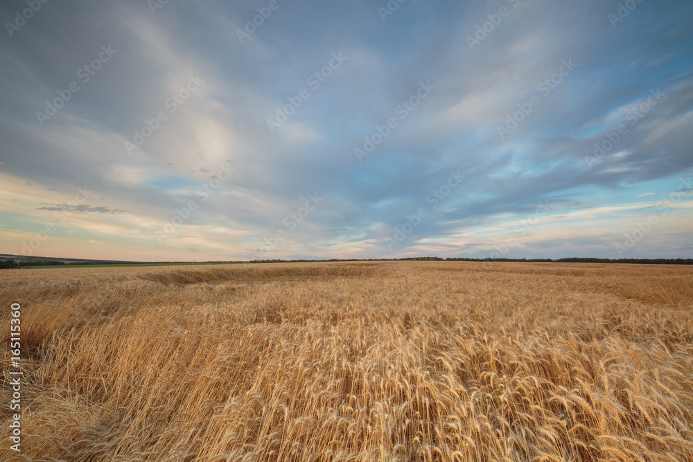 Clouds over the vast fields of ripe wheat in the middle of summer at sunset.