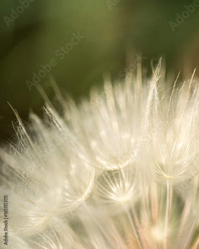 Dandelion-Grass