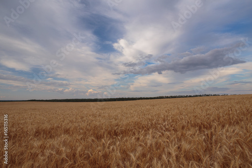 Clouds over the vast fields of ripe wheat in the middle of summer at sunset.