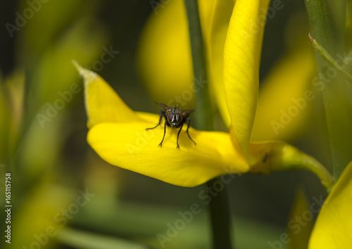 A fly on yellow flower in the garden