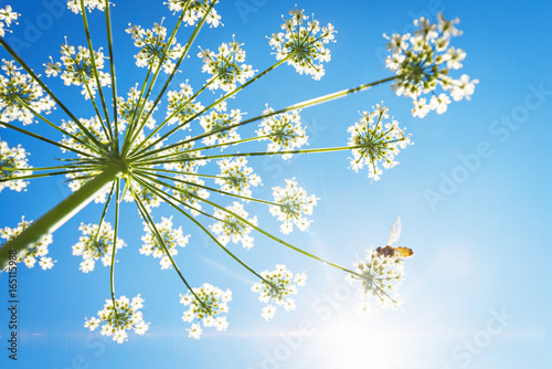 Cow parsley flower from bel...