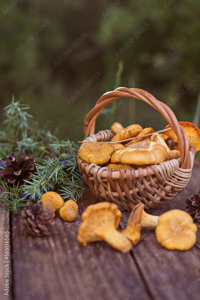Mushrooms chanterelle in the basket