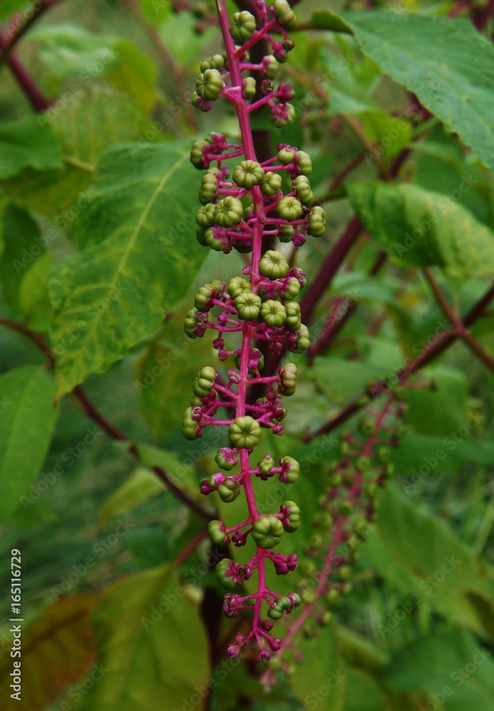 Poke (Pokeweed) Poke (Pokeweed)