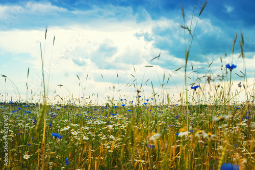 summer landscape with a field, blue sky and white clouds. flowers camomiles on meadow. wild flowers