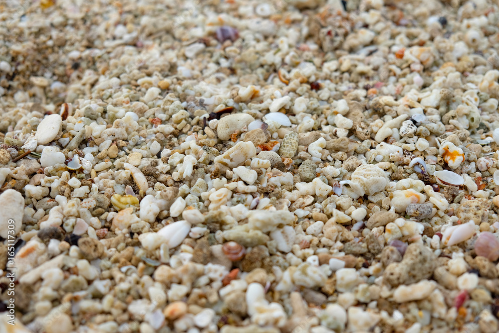 shells and corals on the shore at low tide - close up shells and corals on the shore at low tide - close up