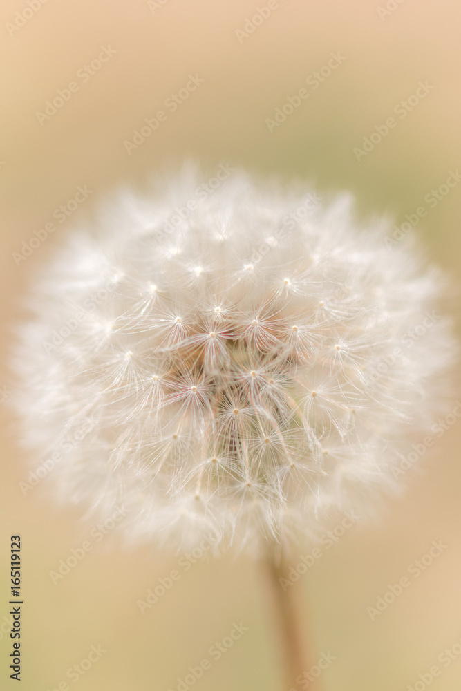 Fototapeta premium たんぽぽの綿毛