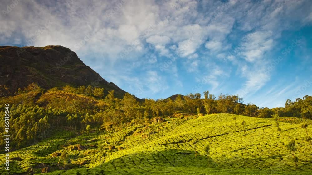 Timelapse scenery of plantations under the mountain. Andreev. Timelapse scenery of plantations under the mountain. Andreev.