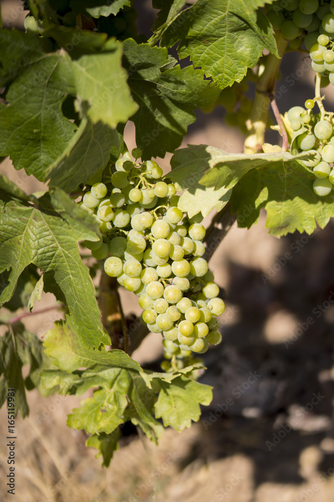 vigne et raisin