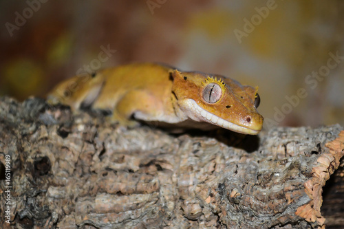 Yellow crested gecko, Correlophus ciliatus at branch