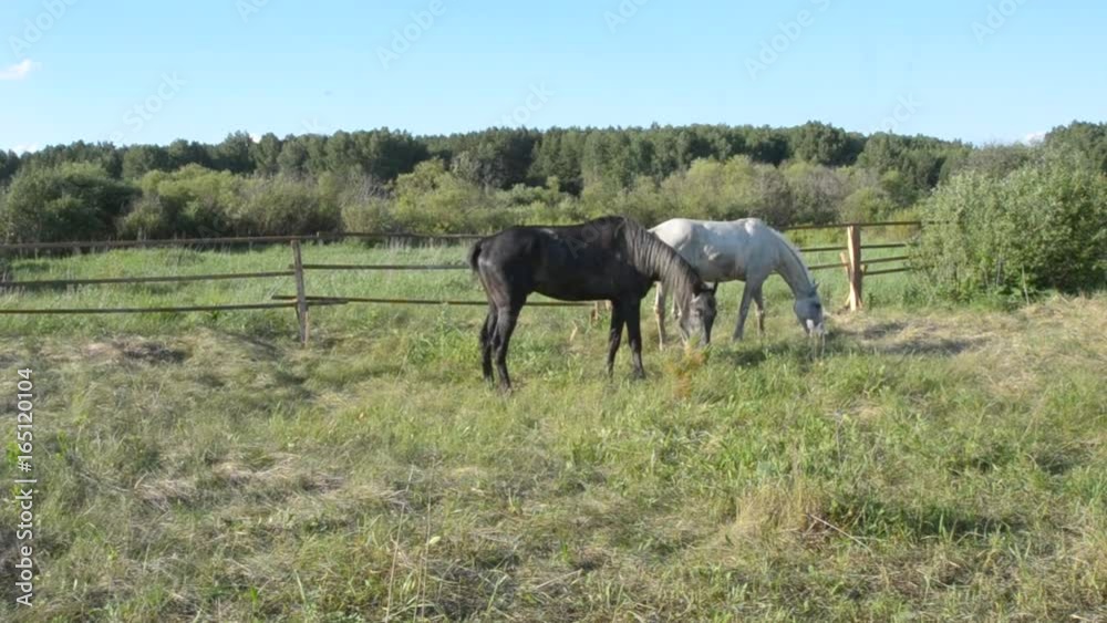 Horses grazing in the paddock in summer Horses grazing in the paddock in summer