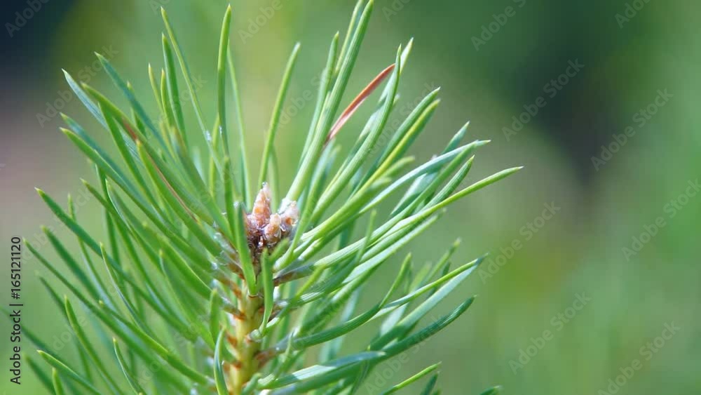 The branches of the Coniferous tree Green branches of a young pine on a hot summer day are swinging by the wind The branches of the Coniferous tree Green branches of a young pine on a hot summer day are swinging by the wind