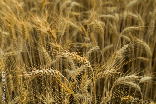 Beautiful Image of Golden Wheat Field.Harvest concept