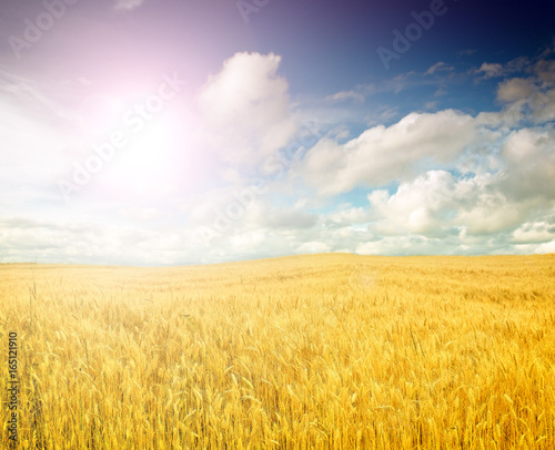 Wheat field against a blue sky