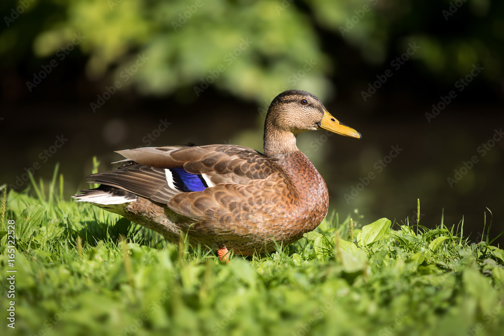 Ente - Stockente Ente - Stockente
