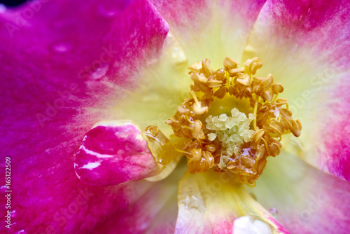 macro photograph of red rose after a scarce rain in Southern California photo