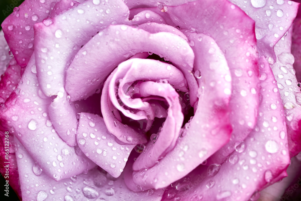macro photograph of red rose after a scarce rain in Southern California macro photograph of red rose after a scarce rain in Southern California