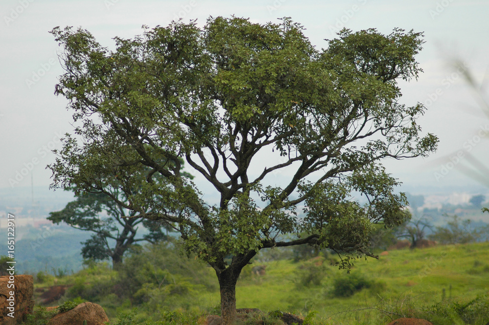 brave little tree