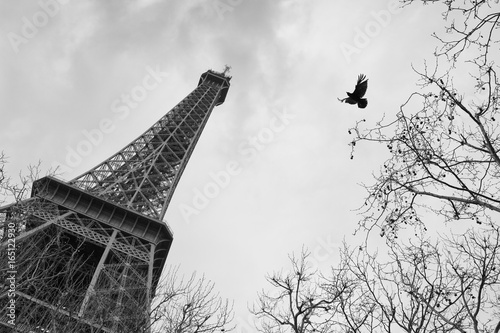 Eiffel Tower  photo