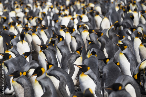King Penguin's colony at Falkland Island, Volunteer Point