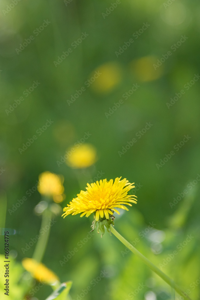 Dandelion blooming in field closeup green background Dandelion blooming in field closeup green background