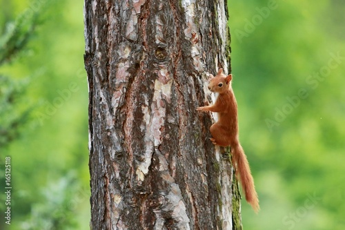 Orange squirell climbing on the tree trunk