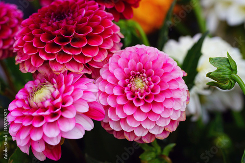 Pink flowers of pompom dahlia