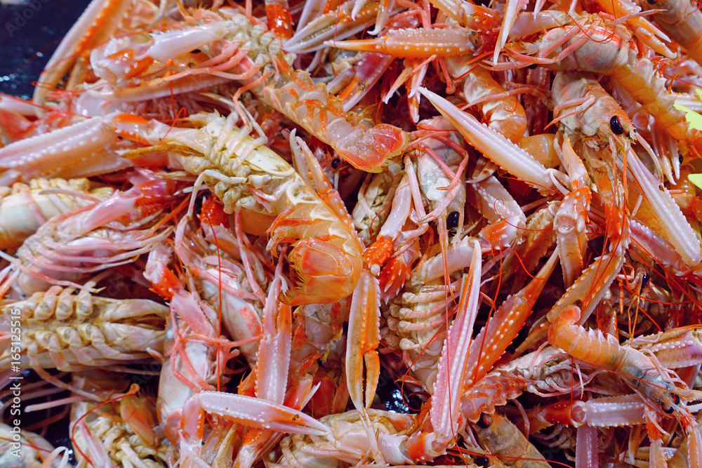 Fresh live langostino at a seafood market in Brittany, France Fresh live langostino at a seafood market in Brittany, France