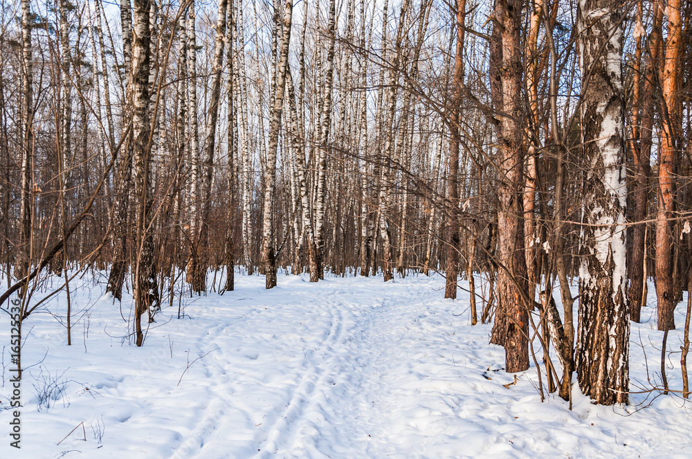 Trail and ski track in the winter snowy forest Trail and ski track in the winter snowy forest