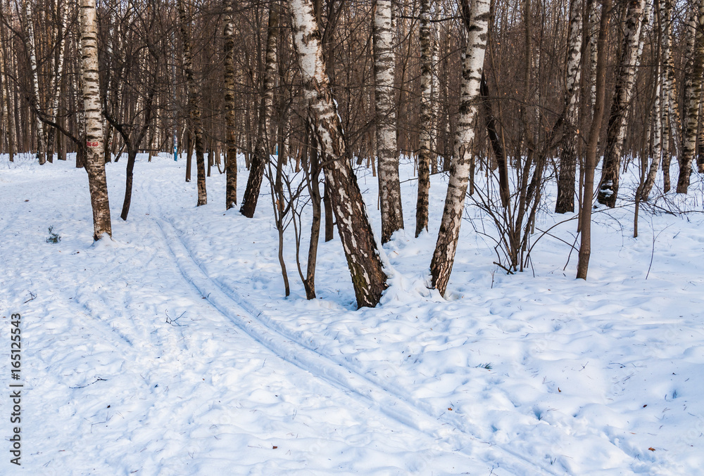 Trail and ski track in the winter snowy forest