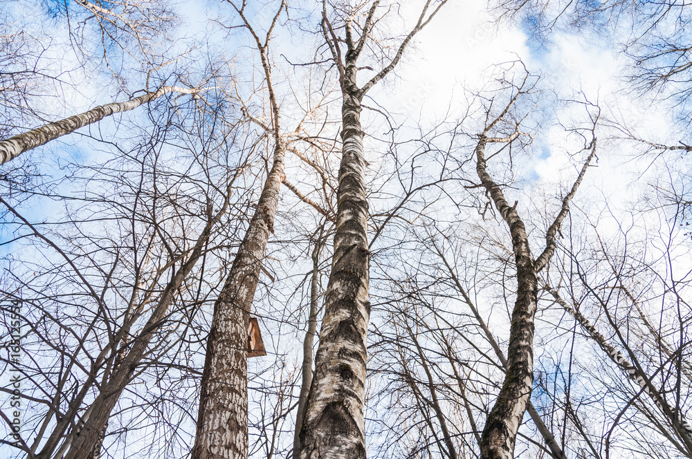 Crown of birch trees without leaves on blue sky background in winter