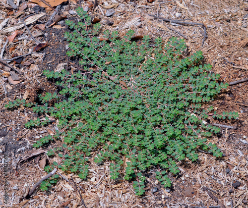 Εκτύπωση καμβά Prostate Spurge (euphorbia supina) plant