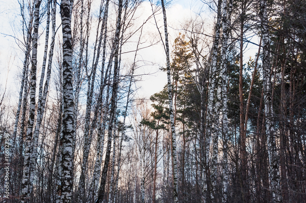 The tops of the pines and birches in the evening sky in winter The tops of the pines and birches in the evening sky in winter