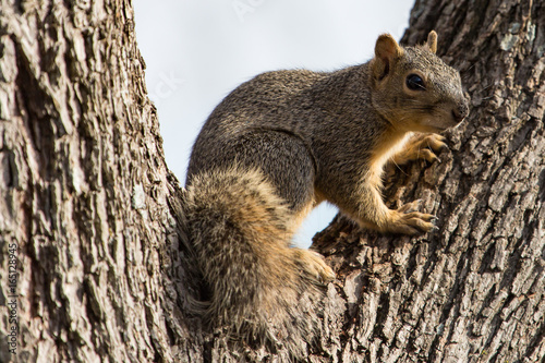 Squirrel © Benny