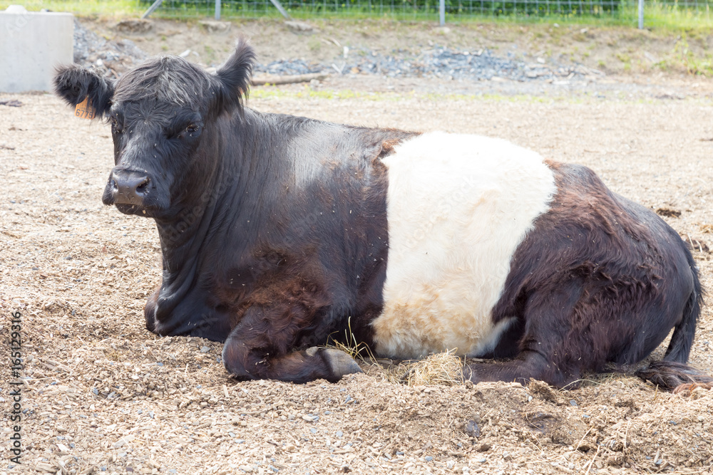 Fototapeta premium Black and white cow or bull laid down on brown sand