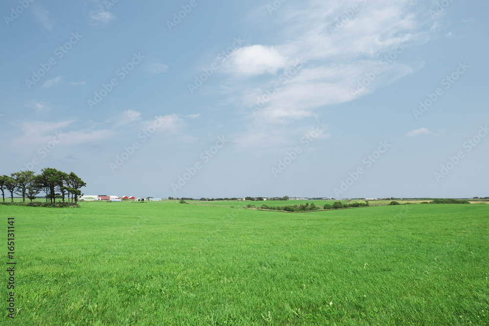 北海道の牧草畑