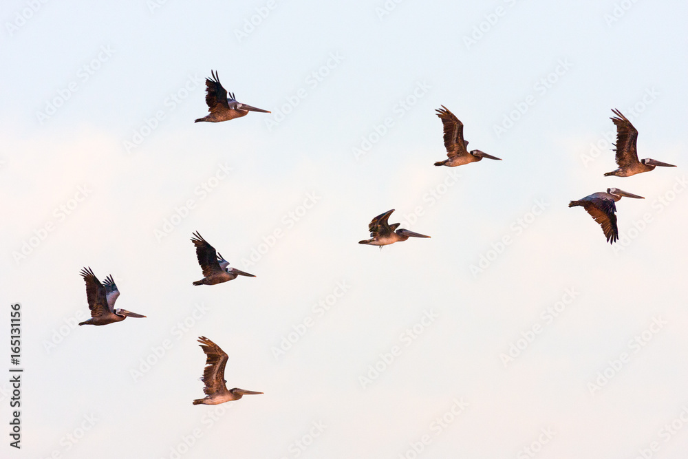 Obraz premium Pelicans in flight