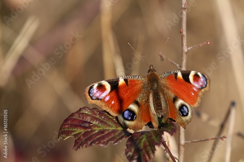 Le paon du jour (Aglais io)