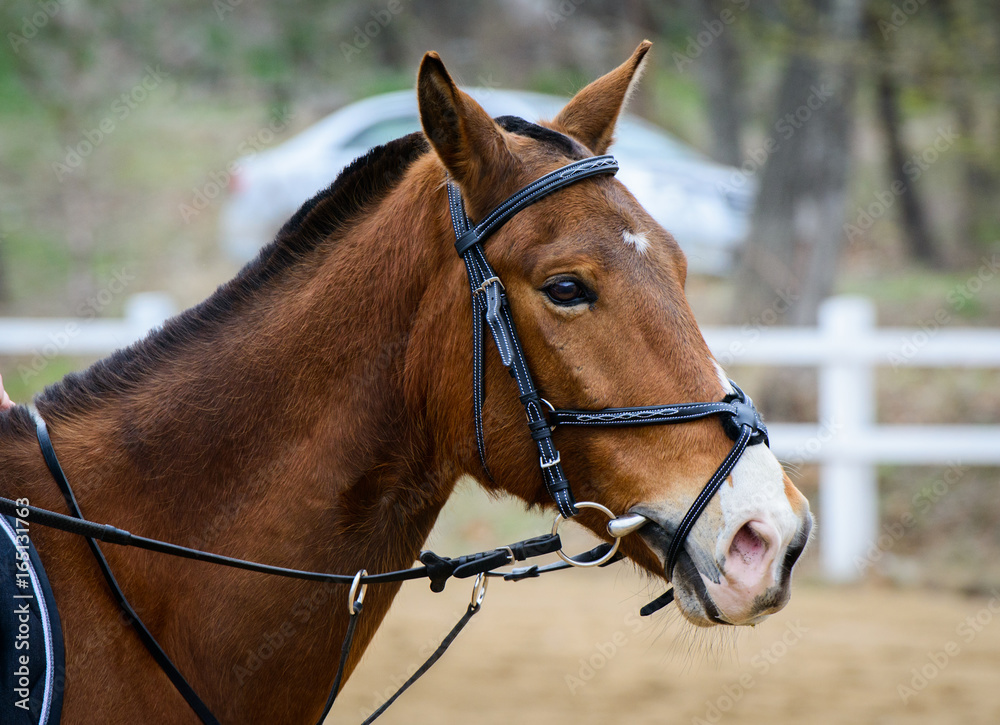 Fototapeta premium Portrait of a brown horse in a bridle.