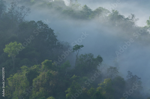 Fog covered forest.