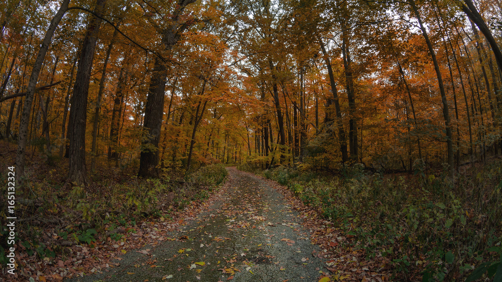 Through the Woods Through the Woods