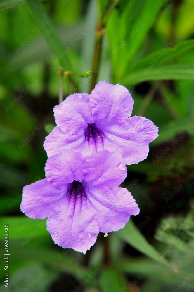 Obraz premium Colorful flowers
