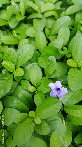 green leaf and purple flower