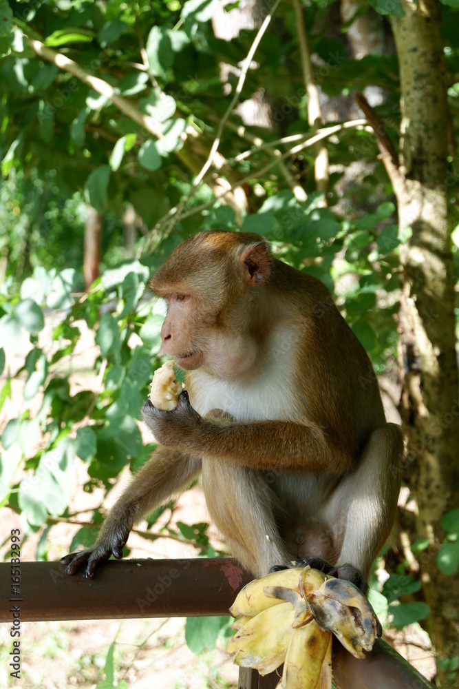 Open zoo monkey Open zoo monkey