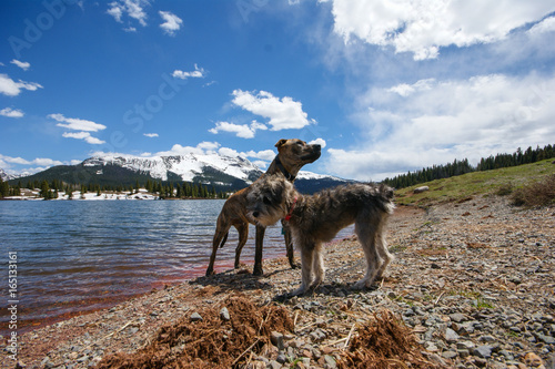 Dogs Enjoying Molas Lake, CO